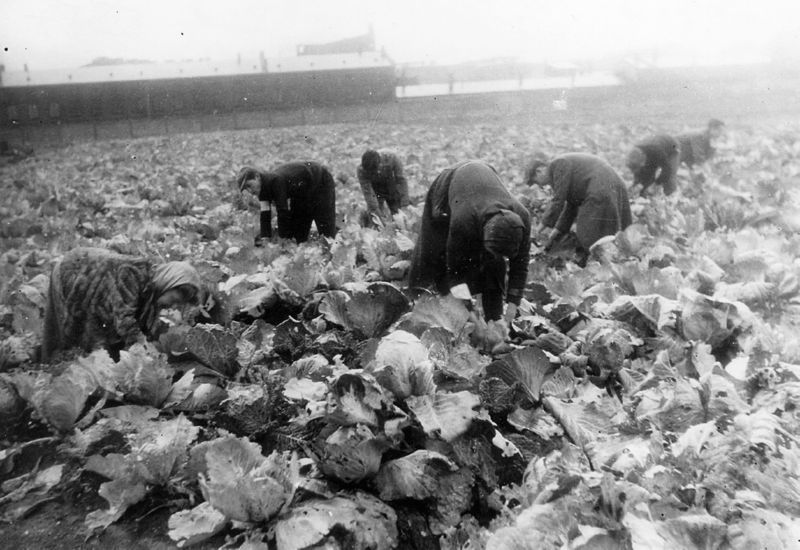 picking cabbage in the warsaw ghetto garden